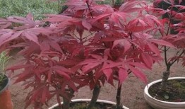 枫丹植物爆料最新消息,神秘植物家族即将亮相，生态画卷再添新彩